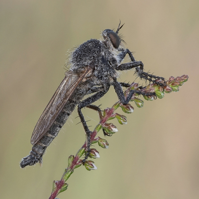 <i class='fa fa-user'></i>&nbsp;Johan van Gurp&nbsp;|  Roodbaardroofvlieg&nbsp; <i class='fa fa-eye'>&nbsp;76</i> &nbsp;<i class='fa fa-thumbs-up'>&nbsp;2</i> &nbsp; <i class='fa fa-comment-o'>&nbsp;2</i>