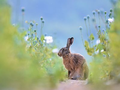 <i class='fa fa-user'></i>&nbsp;robert-jan&nbsp;|  Haas&nbsp; <i class='fa fa-eye'>&nbsp;142</i> &nbsp;<i class='fa fa-thumbs-up'>&nbsp;9</i> &nbsp; <i class='fa fa-comment-o'>&nbsp;8</i>