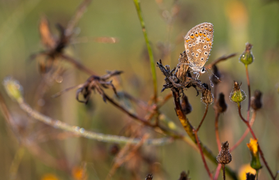 <i class='fa fa-user'></i>&nbsp;David&nbsp;|  Icarisblauwtje&nbsp; <i class='fa fa-eye'>&nbsp;55</i> &nbsp;<i class='fa fa-thumbs-up'>&nbsp;2</i> &nbsp; <i class='fa fa-comment-o'>&nbsp;3</i>