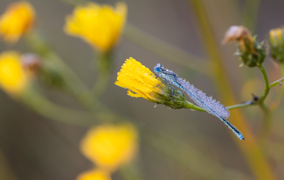 <i class='fa fa-user'></i>&nbsp;David&nbsp;|  Kanaaljuffer&nbsp; <i class='fa fa-eye'>&nbsp;78</i> &nbsp;<i class='fa fa-thumbs-up'>&nbsp;3</i> &nbsp; <i class='fa fa-comment-o'>&nbsp;6</i>