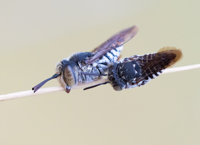 <i class='fa fa-user'></i>&nbsp;celly cell&nbsp;|  Duinkegelbij&nbsp; <i class='fa fa-eye'>&nbsp;93</i> &nbsp;<i class='fa fa-thumbs-up'>&nbsp;4</i> &nbsp; <i class='fa fa-comment-o'>&nbsp;3</i>