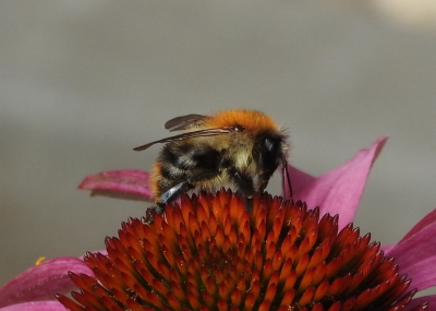 <i class='fa fa-user'></i>&nbsp;Jovanzo&nbsp;|  Akkerhommel&nbsp; <i class='fa fa-eye'>&nbsp;76</i> &nbsp;<i class='fa fa-thumbs-up'>&nbsp;3</i> &nbsp; <i class='fa fa-comment-o'>&nbsp;1</i>