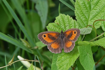 <i class='fa fa-user'></i>&nbsp;kooyammers&nbsp;|  Oranje Zandoogje&nbsp; <i class='fa fa-eye'>&nbsp;69</i> &nbsp;<i class='fa fa-thumbs-up'>&nbsp;4</i> &nbsp; <i class='fa fa-comment-o'>&nbsp;3</i>