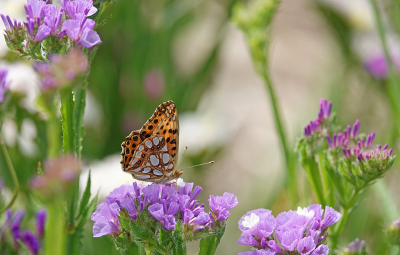 <i class='fa fa-user'></i>&nbsp;nelappelmelk&nbsp;|  Kleine Parelmoervlinder&nbsp; <i class='fa fa-eye'>&nbsp;104</i> &nbsp;<i class='fa fa-thumbs-up'>&nbsp;7</i> &nbsp; <i class='fa fa-comment-o'>&nbsp;5</i>