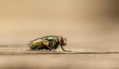 <i class='fa fa-user'></i>&nbsp;ErnovanDoorn&nbsp;|  Groene Vleesvlieg sp.&nbsp; <i class='fa fa-eye'>&nbsp;62</i> &nbsp;<i class='fa fa-thumbs-up'>&nbsp;4</i> &nbsp; <i class='fa fa-comment-o'>&nbsp;3</i>