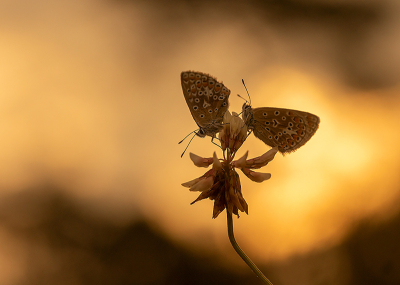 <i class='fa fa-user'></i>&nbsp;Tom&nbsp;|  Icarusblauwtje&nbsp; <i class='fa fa-eye'>&nbsp;109</i> &nbsp;<i class='fa fa-thumbs-up'>&nbsp;10</i> &nbsp; <i class='fa fa-comment-o'>&nbsp;5</i>