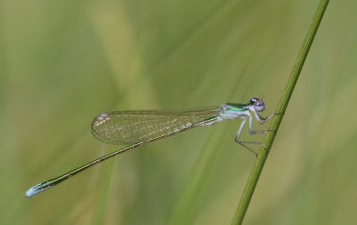 <i class='fa fa-user'></i>&nbsp;honderwa&nbsp;|  Dwergjuffer&nbsp; <i class='fa fa-eye'>&nbsp;66</i> &nbsp;<i class='fa fa-thumbs-up'>&nbsp;2</i> &nbsp; <i class='fa fa-comment-o'>&nbsp;1</i>