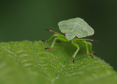 <i class='fa fa-user'></i>&nbsp;janvangastel&nbsp;|  Groene Schildwants&nbsp; <i class='fa fa-eye'>&nbsp;74</i> &nbsp;<i class='fa fa-thumbs-up'>&nbsp;2</i> &nbsp; <i class='fa fa-comment-o'>&nbsp;3</i>