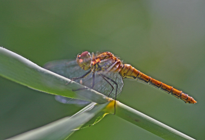 <i class='fa fa-user'></i>&nbsp;Cor&nbsp;|  Bloedrode Heidelibel&nbsp; <i class='fa fa-eye'>&nbsp;77</i> &nbsp; <i class='fa fa-comment-o'>&nbsp;2</i>