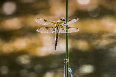 <i class='fa fa-user'></i>&nbsp;Frank Van de Velde&nbsp;|  Viervlek&nbsp; <i class='fa fa-eye'>&nbsp;74</i> &nbsp; <i class='fa fa-comment-o'>&nbsp;3</i>