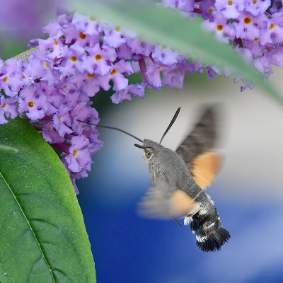 <i class='fa fa-user'></i>&nbsp;josephine&nbsp;|  Kolibrievlinder&nbsp; <i class='fa fa-eye'>&nbsp;94</i> &nbsp;<i class='fa fa-thumbs-up'>&nbsp;1</i> &nbsp; <i class='fa fa-comment-o'>&nbsp;4</i>