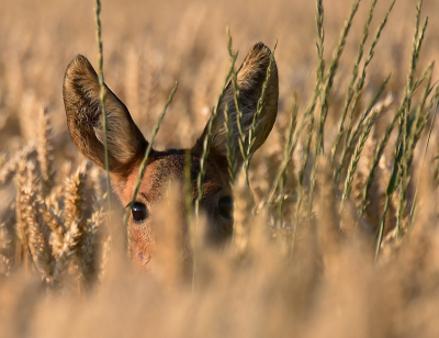 <i class='fa fa-user'></i>&nbsp;robert-jan&nbsp;|  Ree&nbsp; <i class='fa fa-eye'>&nbsp;82</i> &nbsp;<i class='fa fa-thumbs-up'>&nbsp;1</i> &nbsp; <i class='fa fa-comment-o'>&nbsp;2</i>