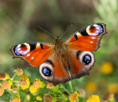 <i class='fa fa-user'></i>&nbsp;pietwil&nbsp;|  Dagpauwoog&nbsp; <i class='fa fa-eye'>&nbsp;56</i> &nbsp;<i class='fa fa-thumbs-up'>&nbsp;2</i> &nbsp; <i class='fa fa-comment-o'>&nbsp;2</i>