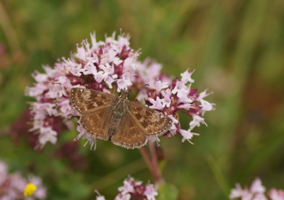 <i class='fa fa-user'></i>&nbsp;Jelle Bakker&nbsp;|  Bruin Dikkopje&nbsp; <i class='fa fa-eye'>&nbsp;66</i> &nbsp;<i class='fa fa-thumbs-up'>&nbsp;2</i> &nbsp; <i class='fa fa-comment-o'>&nbsp;3</i>