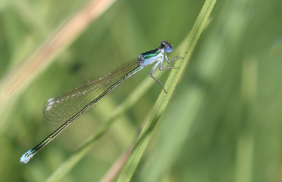 <i class='fa fa-user'></i>&nbsp;honderwa&nbsp;|  Dwergjuffer&nbsp; <i class='fa fa-eye'>&nbsp;65</i> &nbsp; <i class='fa fa-comment-o'>&nbsp;1</i>