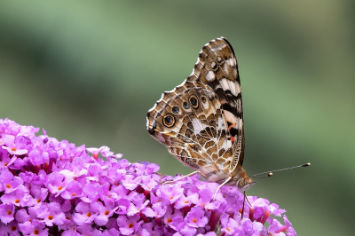 <i class='fa fa-user'></i>&nbsp;Johan van Gurp&nbsp;|  Distelvlinder&nbsp; <i class='fa fa-eye'>&nbsp;53</i> &nbsp;<i class='fa fa-thumbs-up'>&nbsp;1</i> &nbsp; <i class='fa fa-comment-o'>&nbsp;1</i>