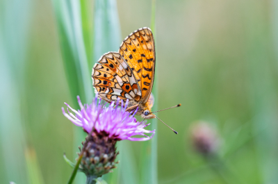 <i class='fa fa-user'></i>&nbsp;David&nbsp;|  Zilveren Maan&nbsp; <i class='fa fa-eye'>&nbsp;76</i> &nbsp;<i class='fa fa-thumbs-up'>&nbsp;2</i> &nbsp; <i class='fa fa-comment-o'>&nbsp;2</i>