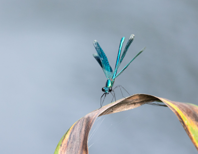 <i class='fa fa-user'></i>&nbsp;David&nbsp;|  Weidebeekjuffer&nbsp; <i class='fa fa-eye'>&nbsp;93</i> &nbsp;<i class='fa fa-thumbs-up'>&nbsp;3</i> &nbsp; <i class='fa fa-comment-o'>&nbsp;4</i>