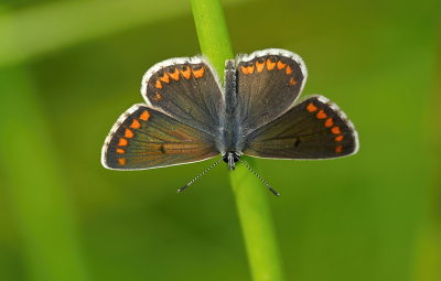 <i class='fa fa-user'></i>&nbsp;Eric Gibcus&nbsp;|  Bruin Blauwtje&nbsp; <i class='fa fa-eye'>&nbsp;79</i> &nbsp;<i class='fa fa-thumbs-up'>&nbsp;4</i> &nbsp; <i class='fa fa-comment-o'>&nbsp;3</i>