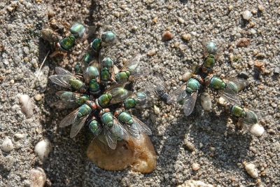 <i class='fa fa-user'></i>&nbsp;nelappelmelk&nbsp;|  Groene Vleesvlieg sp.&nbsp; <i class='fa fa-eye'>&nbsp;99</i> &nbsp; <i class='fa fa-comment-o'>&nbsp;2</i>