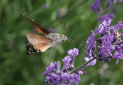 <i class='fa fa-user'></i>&nbsp;ko katsman&nbsp;|  Kolibrievlinder&nbsp; <i class='fa fa-eye'>&nbsp;100</i> &nbsp;<i class='fa fa-thumbs-up'>&nbsp;1</i> &nbsp; <i class='fa fa-comment-o'>&nbsp;3</i>