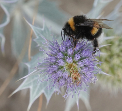 <i class='fa fa-user'></i>&nbsp;ko katsman&nbsp;|  Aardhommel&nbsp; <i class='fa fa-eye'>&nbsp;78</i> &nbsp;<i class='fa fa-thumbs-up'>&nbsp;1</i> &nbsp; <i class='fa fa-comment-o'>&nbsp;2</i>