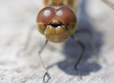 <i class='fa fa-user'></i>&nbsp;jeb&nbsp;|  Steenrode Heidelibel&nbsp; <i class='fa fa-eye'>&nbsp;74</i> &nbsp;<i class='fa fa-thumbs-up'>&nbsp;1</i> &nbsp; <i class='fa fa-comment-o'>&nbsp;2</i>