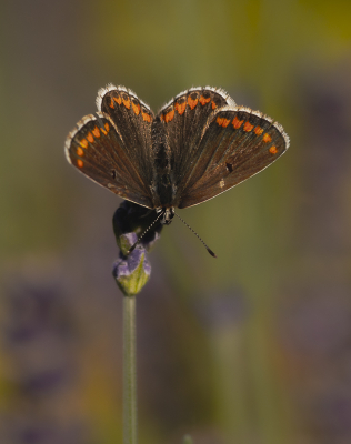 <i class='fa fa-user'></i>&nbsp;ErnovanDoorn&nbsp;|  Bruin Blauwtje&nbsp; <i class='fa fa-eye'>&nbsp;58</i> &nbsp;<i class='fa fa-thumbs-up'>&nbsp;2</i> &nbsp; <i class='fa fa-comment-o'>&nbsp;2</i>