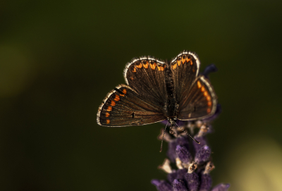 <i class='fa fa-user'></i>&nbsp;ErnovanDoorn&nbsp;|  Bruin Blauwtje&nbsp; <i class='fa fa-eye'>&nbsp;58</i> &nbsp;<i class='fa fa-thumbs-up'>&nbsp;1</i> &nbsp; <i class='fa fa-comment-o'>&nbsp;1</i>