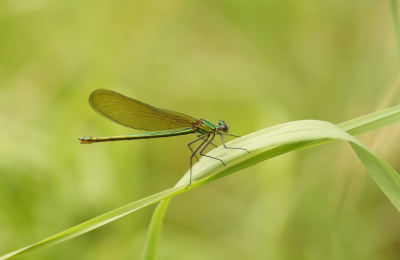 <i class='fa fa-user'></i>&nbsp;Jelle Bakker&nbsp;|  Weidebeekjuffer&nbsp; <i class='fa fa-eye'>&nbsp;58</i> &nbsp;<i class='fa fa-thumbs-up'>&nbsp;4</i> &nbsp; <i class='fa fa-comment-o'>&nbsp;1</i>