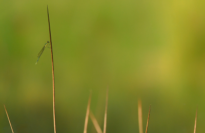 <i class='fa fa-user'></i>&nbsp;Eric Gibcus&nbsp;|  Gewone Pantserjuffer&nbsp; <i class='fa fa-eye'>&nbsp;82</i> &nbsp;<i class='fa fa-thumbs-up'>&nbsp;3</i> &nbsp; <i class='fa fa-comment-o'>&nbsp;7</i>