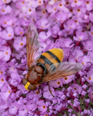 <i class='fa fa-user'></i>&nbsp;Johan van Gurp&nbsp;|  Stadsreus&nbsp; <i class='fa fa-eye'>&nbsp;81</i> &nbsp;<i class='fa fa-thumbs-up'>&nbsp;1</i> &nbsp; <i class='fa fa-comment-o'>&nbsp;5</i>