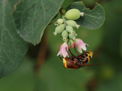 <i class='fa fa-user'></i>&nbsp;Ad Sprang&nbsp;|  Stadsreus&nbsp; <i class='fa fa-eye'>&nbsp;84</i> &nbsp;<i class='fa fa-thumbs-up'>&nbsp;7</i> &nbsp; <i class='fa fa-comment-o'>&nbsp;3</i>