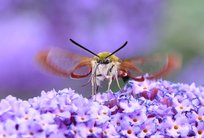 <i class='fa fa-user'></i>&nbsp;josephine&nbsp;|  Glasvleugelpijlstaart&nbsp; <i class='fa fa-eye'>&nbsp;132</i> &nbsp;<i class='fa fa-thumbs-up'>&nbsp;5</i> &nbsp; <i class='fa fa-comment-o'>&nbsp;7</i>