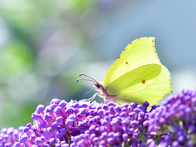 <i class='fa fa-user'></i>&nbsp;josephine&nbsp;|  Citroenvlinder&nbsp; <i class='fa fa-eye'>&nbsp;67</i> &nbsp;<i class='fa fa-thumbs-up'>&nbsp;2</i> &nbsp; <i class='fa fa-comment-o'>&nbsp;3</i>