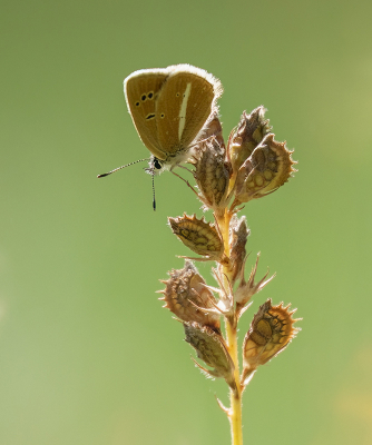 <i class='fa fa-user'></i>&nbsp;Jurgen Maassen&nbsp;|  Witstreepblauwtje&nbsp; <i class='fa fa-eye'>&nbsp;112</i> &nbsp;<i class='fa fa-thumbs-up'>&nbsp;7</i> &nbsp; <i class='fa fa-comment-o'>&nbsp;5</i>