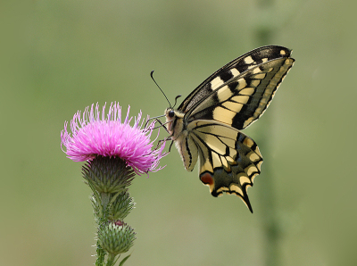 <i class='fa fa-user'></i>&nbsp;Paul Vandebroek&nbsp;|  Koninginnenpage&nbsp; <i class='fa fa-eye'>&nbsp;97</i> &nbsp;<i class='fa fa-thumbs-up'>&nbsp;7</i> &nbsp; <i class='fa fa-comment-o'>&nbsp;9</i>