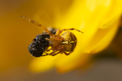 <i class='fa fa-user'></i>&nbsp;ErnovanDoorn&nbsp;|  Kruisspin&nbsp; <i class='fa fa-eye'>&nbsp;46</i> &nbsp; <i class='fa fa-comment-o'>&nbsp;1</i>