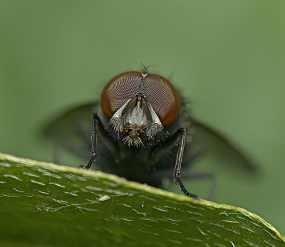 <i class='fa fa-user'></i>&nbsp;janvangastel&nbsp;|  Echte Vlieg sp.&nbsp; <i class='fa fa-eye'>&nbsp;65</i> &nbsp;<i class='fa fa-thumbs-up'>&nbsp;6</i> &nbsp; <i class='fa fa-comment-o'>&nbsp;5</i>