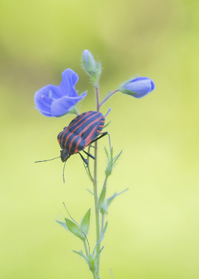 <i class='fa fa-user'></i>&nbsp;Tom&nbsp;|  Pyjamaschildwants&nbsp; <i class='fa fa-eye'>&nbsp;100</i> &nbsp;<i class='fa fa-thumbs-up'>&nbsp;11</i> &nbsp; <i class='fa fa-comment-o'>&nbsp;9</i>