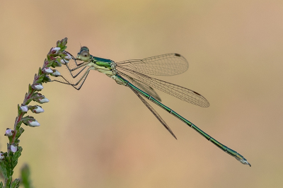 <i class='fa fa-user'></i>&nbsp;Johan van Gurp&nbsp;|  Tengere Pantserjuffer&nbsp; <i class='fa fa-eye'>&nbsp;66</i> &nbsp;<i class='fa fa-thumbs-up'>&nbsp;8</i> &nbsp; <i class='fa fa-comment-o'>&nbsp;4</i>