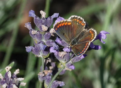 <i class='fa fa-user'></i>&nbsp;ko katsman&nbsp;|  Bruin Blauwtje&nbsp; <i class='fa fa-eye'>&nbsp;71</i> &nbsp; <i class='fa fa-comment-o'>&nbsp;1</i>