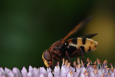 <i class='fa fa-user'></i>&nbsp;ko katsman&nbsp;|  Stadsreus&nbsp; <i class='fa fa-eye'>&nbsp;74</i> &nbsp; <i class='fa fa-comment-o'>&nbsp;3</i>