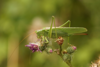 <i class='fa fa-user'></i>&nbsp;Jelle Bakker&nbsp;|  Grote Groene Sabelsprinkhaan&nbsp; <i class='fa fa-eye'>&nbsp;58</i> &nbsp; <i class='fa fa-comment-o'>&nbsp;4</i>