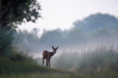 <i class='fa fa-user'></i>&nbsp;robert-jan&nbsp;|  Ree&nbsp; <i class='fa fa-eye'>&nbsp;134</i> &nbsp;<i class='fa fa-thumbs-up'>&nbsp;6</i> &nbsp; <i class='fa fa-comment-o'>&nbsp;8</i>