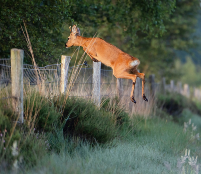 <i class='fa fa-user'></i>&nbsp;Bert Ooms&nbsp;|  Ree&nbsp; <i class='fa fa-eye'>&nbsp;160</i> &nbsp;<i class='fa fa-thumbs-up'>&nbsp;8</i> &nbsp; <i class='fa fa-comment-o'>&nbsp;7</i>