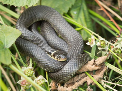 <i class='fa fa-user'></i>&nbsp;Truus Aletta Maan&nbsp;|  Ringslang&nbsp; <i class='fa fa-eye'>&nbsp;128</i> &nbsp;<i class='fa fa-thumbs-up'>&nbsp;4</i> &nbsp; <i class='fa fa-comment-o'>&nbsp;9</i>