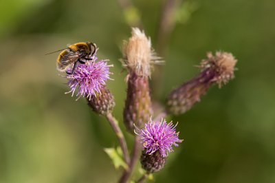 <i class='fa fa-user'></i>&nbsp;Willem Verhagen&nbsp;|  Hommelbijvlieg&nbsp; <i class='fa fa-eye'>&nbsp;62</i> &nbsp;<i class='fa fa-thumbs-up'>&nbsp;2</i> &nbsp; <i class='fa fa-comment-o'>&nbsp;1</i>