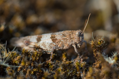 <i class='fa fa-user'></i>&nbsp;Willem Verhagen&nbsp;|  Blauwvleugelsprinkhaan&nbsp; <i class='fa fa-eye'>&nbsp;84</i> &nbsp;<i class='fa fa-thumbs-up'>&nbsp;2</i> &nbsp; <i class='fa fa-comment-o'>&nbsp;7</i>