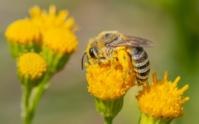 <i class='fa fa-user'></i>&nbsp;pietwil&nbsp;|  Wormkruidbij&nbsp; <i class='fa fa-eye'>&nbsp;71</i> &nbsp;<i class='fa fa-thumbs-up'>&nbsp;3</i> &nbsp; <i class='fa fa-comment-o'>&nbsp;4</i>